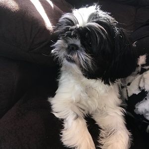 Meet your Posher, Sophie